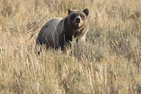 Backpacker Attacked by Bear in Wilderness Area Flown to Medical Facility