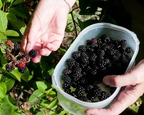 Wanted: Tasty Bakes to Put to Good Use a Glut of House-Made Jam