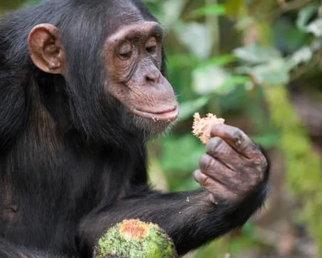 Apes Ingest Everyday Alcohol Comparable to a Pint from Ripe Fruit