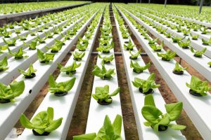 Hydroponic Grow Systems: The Future of Farming
